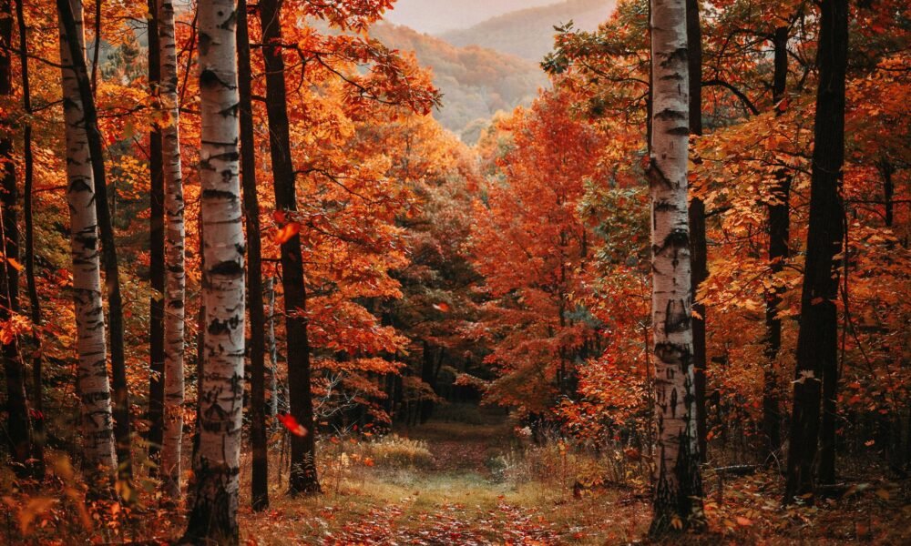fall wallpaper