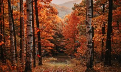 fall wallpaper
