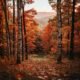 fall wallpaper