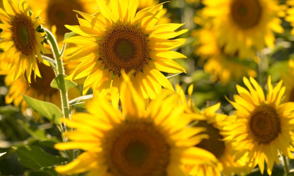 sunflower oil