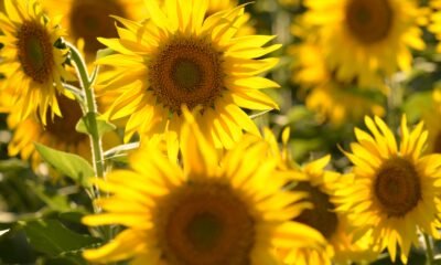 sunflower oil
