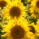 sunflower oil