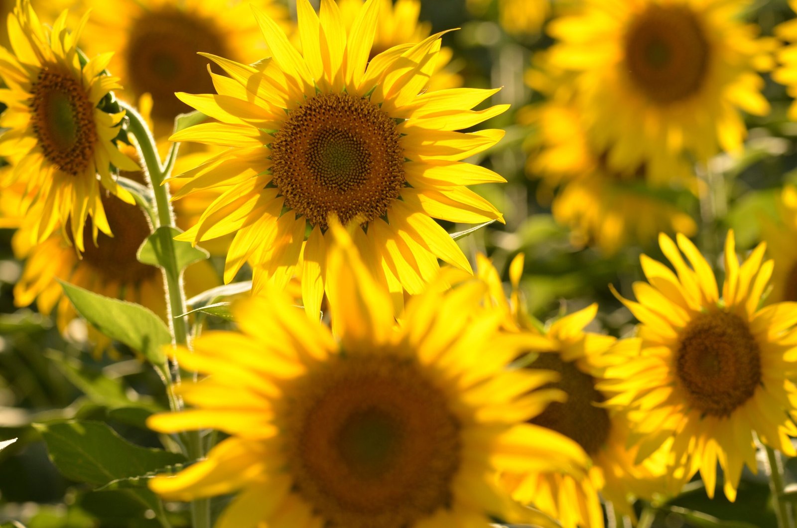 sunflower oil