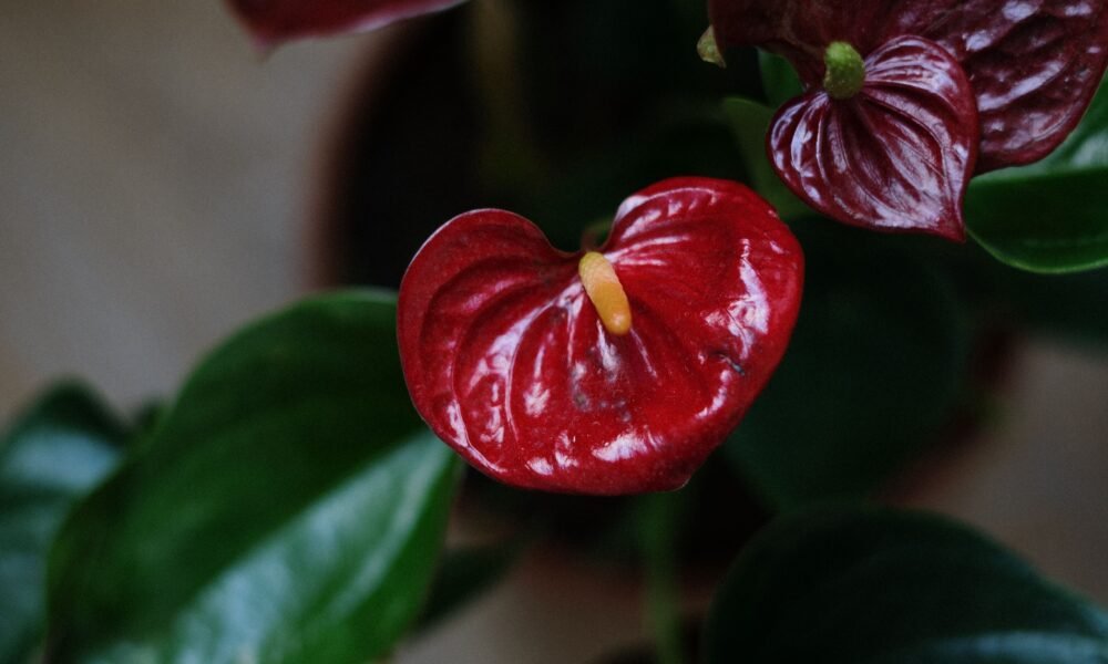 anthurium
