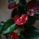 anthurium