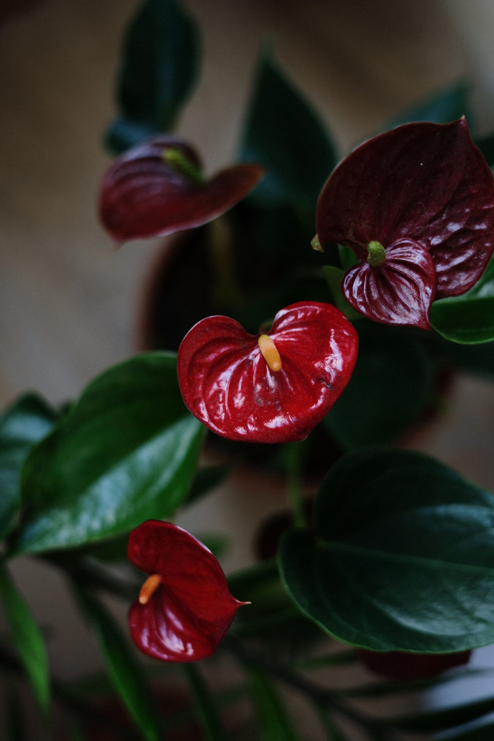 anthurium