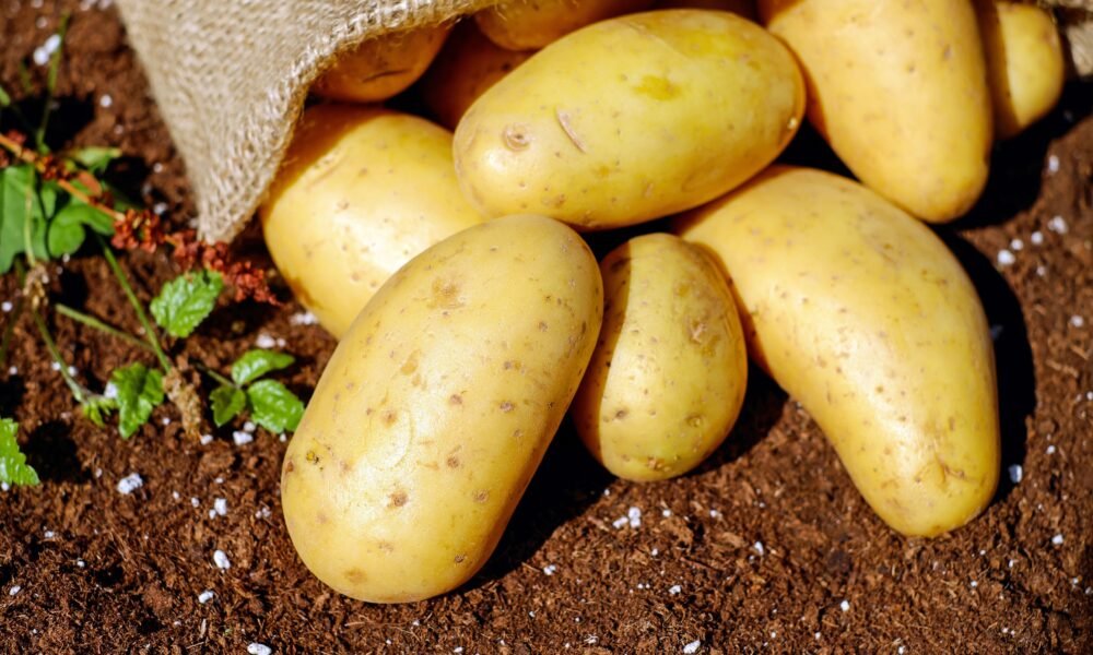 potato starch