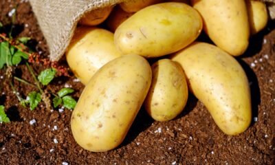 potato starch
