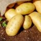 potato starch