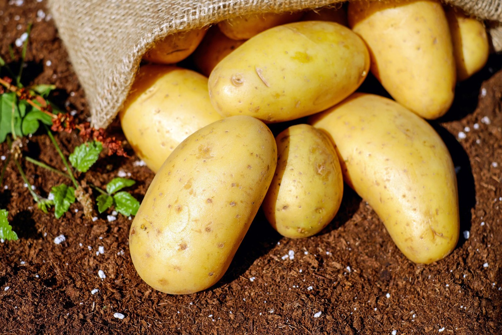 potato starch